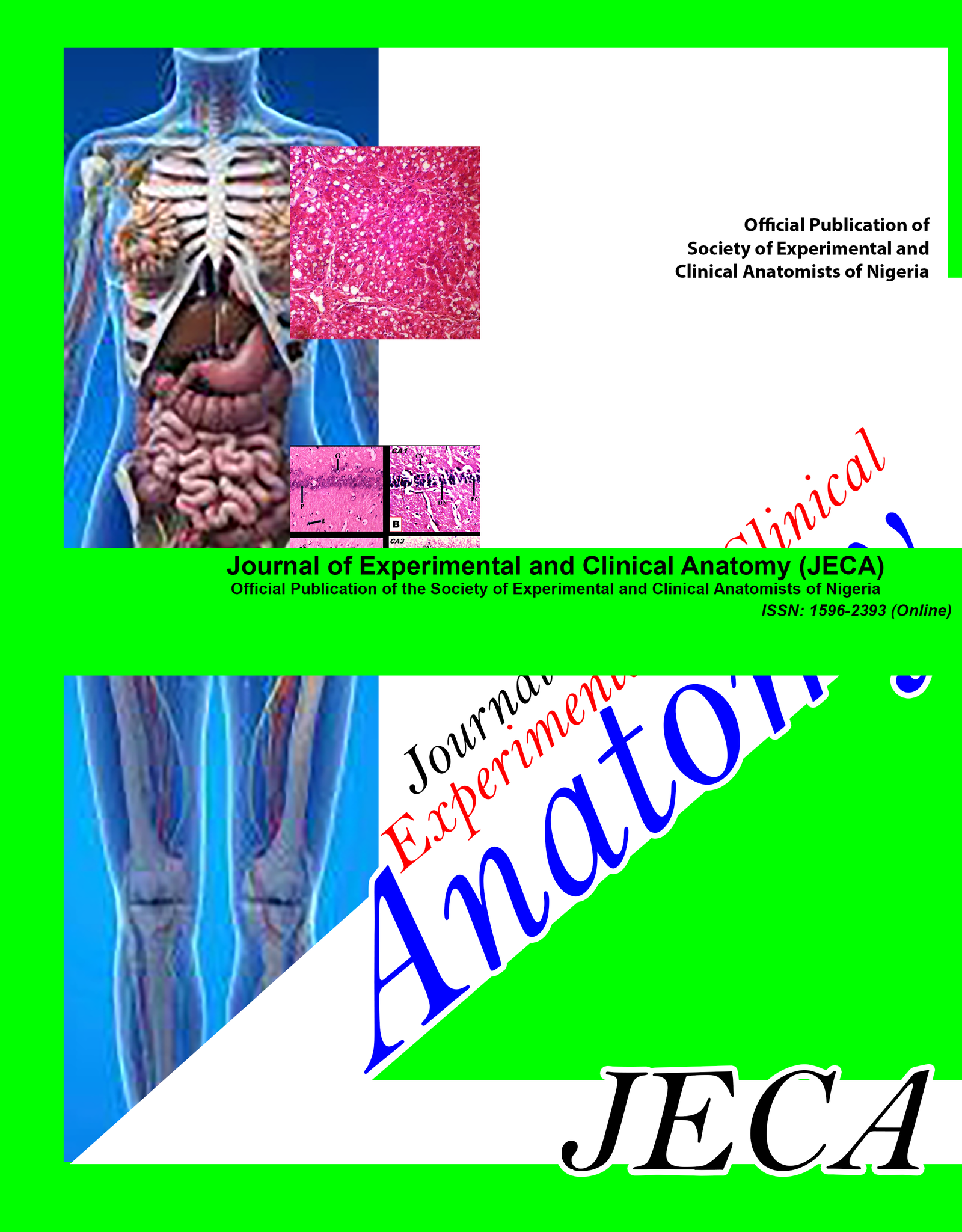 Journal of Experimental and Clinical Anatomy